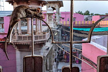 Black rat (Rattus rattus) resting on iron railing, high up inside Karni Mata Temple (The Temple of Rats), a Hindu temple dedicated to the Hindu Goddess Karni Mata and famous for thousands of black rat...