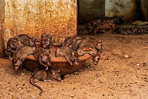 Black rats (Rattus rattus) swarming over drinking bowls inside Karni Mata Temple (The Temple of Rats), a Hindu temple dedicated to the Hindu Goddess Karni Mata and famous for thousands of black rats t...