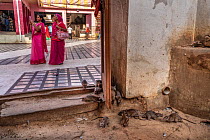 Black rats (Rattus rattus) foraging with two women in background inside Karni Mata Temple (The Temple of Rats), a Hindu temple dedicated to the Hindu Goddess Karni Mata and famous for thousands of bla...