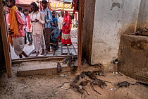 Black rats (Rattus rattus) feeding with group of visitors watching in background inside Karni Mata Temple (The Temple of Rats), a Hindu temple dedicated to the Hindu Goddess Karni Mata and famous for...