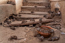 Black rats (Rattus rattus) drinking from bowl of water and swarming over steps inside Karni Mata Temple (The Temple of Rats), a Hindu temple dedicated to the Hindu Goddess Karni Mata and famous for th...
