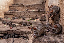 Black rats (Rattus rattus) feeding on steps inside Karni Mata Temple (The Temple of Rats), a Hindu temple dedicated to the Hindu Goddess Karni Mata and famous for thousands of black rats that live and...