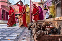 Black rats (Rattus rattus) surrounding bowl of food left out for them, with group of women walking past, Karni Mata Temple (The Temple of Rats), a Hindu temple dedicated to the Hindu Goddess Karni Mat...