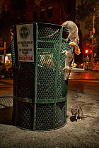 Three Brown rats (Rattus norvegicus) climbing over rubbish bin foraging for food at night, Tribeca, New York City, USA. September.