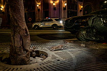 Brown rats (Rattus norvegicus) running between their home, under a tree, and rubbish bags, looking for food at night, Pearl St, New York City, USA. May.