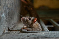 Brown rat (Rattus norvegicus) poking head out of a drain on city street at night, just off Broadway, New York City, USA. May.