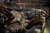 Two Patterdale terriers, one with dead Brown rat (Rattus norvegicus) in mouth, part of pest control team ratting in city at night, Washington DC, USA. June.