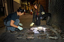 Two female pest control workers laying out dead Brown rats (Rattus norvegicus) on ground in city alley at night, Washington DC, USA. June, 2018.