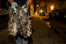 Pest control worker holding bundle of dead Brown rats (Rattus norvegicus) in city alley at night, Washington DC, USA. June, 2018.