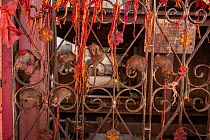 Black rats (Rattus rattus) climbing over iron gate inside Karni Mata Temple (The Temple of Rats), a Hindu temple dedicated to the Hindu Goddess Karni Mata and famous for thousands of black rats that l...