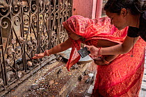 Two women touching and photographing Black rats (Rattus rattus) climbing over iron gate in Karni Mata Temple (The Temple of Rats), a Hindu temple dedicated to the Hindu Goddess Karni Mata and famous f...
