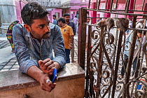 Man looking at two Black rats (Rattus rattus) climbing over iron gate in the Karni Mata Temple (The Temple of Rats), a Hindu temple dedicated to the Hindu Goddess Karni Mata and famous for thousands o...