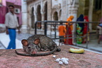 Black rat (Rattus rattus) resting on stone slab next to food left by visitors, Karni Mata Temple (The Temple of Rats), a Hindu temple dedicated to the Hindu Goddess Karni Mata and famous for thousands...