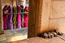 Group of Black rats (Rattus rattus) huddled together sleeping inside temple, with group of women waiting in line in background, Karni Mata Temple (The Temple of Rats), a Hindu temple dedicated to the...