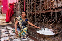 Woman stroking Black rat (Rattus rattus) which is drinking from large bowl in the Karni Mata Temple (The Temple of Rats), a Hindu temple dedicated to the Hindu Goddess Karni Mata and famous for thousa...