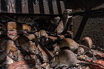 Brown rats in a catch basin / drain under city street at night, West Broadway, New York City, USA. March.