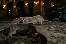 Brown rats (Rattus norvegicus) on city sidewalk at night, Pearl Street, New York City, USA. May. Winner of the Urban Wildlife category, Wildlife Photographer of the Year 2019.