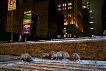 Brown rats (Rattus norvegicus) on city sidewalk at night, West Broadway, New York City, USA. May.