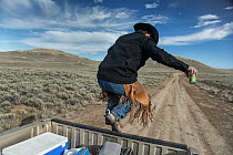 Rancher jumping from back of truck onto dirt road through Sagebrush (Artemisia sp.), Wyoming, USA. October, 2017.