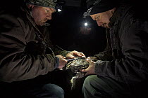 Two Bureau of Land Management workers attaching a GPRS tag onto a female Sage grouse (Centrocercus urophasianus) at night, Idaho Falls, Idaho, USA. March, 2018.