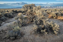Sagebrush (Artemisia sp.) landscape with mountains on the horizon, Big Sandy Road, near Pinedale, Wyoming, USA. March.