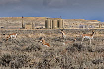 Group of Pronghorn antelopes (Antilocapra americana) grazing and resting in Sagebrush (Artemisia sp.) with industrial buildings in background, Jonas Gas Field, near Pinedale, Wyoming, USA. April.