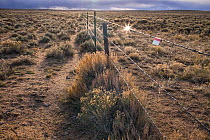 Fence reflectors catching sunlight on wire fence through Sagebrush (Artemisia sp.) landscape, Pinedale, Wyoming, USA. April.