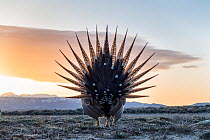 Sage grouse (Centrocercus urophasianus) male, lekking display, rear view of feathers, Pinedale, Wyoming, USA. January.