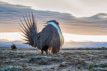 Sage grouse (Centrocercus urophasianus) male, lekking display, Pinedale, Wyoming, USA. January.