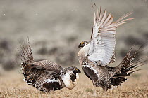 Two Sage grouse (Centrocercus urophasianus) males, lekking display, Pinedale, Wyoming, USA. April.