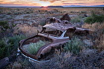 Old car abandoned in Sage brush (Artemisia sp.), Shoshone, Wyoming, USA. July.
