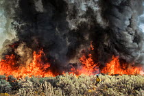 Firefighter walking in front of billowing smoke and flames from the Deer Park fire engulfing the Sage brush (Artemisia sp.) landscape, in which biologists say 4 or 5 lekks were destroyed, Idaho, USA....