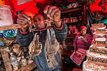 Man holding up skulls of two dead Cape vultures (Gyps coprotheres) offering them for sale in the 'Muthi' market (witch doctor market), Durban, South Africa. February, 2014.