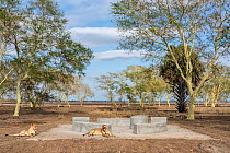 Two Lions (Panthera leo) female, juvenile, resting on the construction site of a new picnic area, Gorongosa National Park, Mozambique.