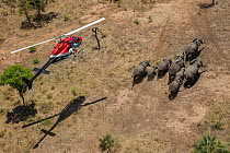 Aerial view of man in helicopter with tranquiliser gun aiming at herd of fleeing Elephants (Loxodonta africana), Gorongosa National Park, Mozambique. November, 2018.