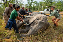 Conservationists and scientists attaching radio collar on a female, tuskless Elephant (Loxodonta africana) as part of a study about the evolution of tuskless elephants, Gorongosa National Park, Mozamb...