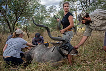 Team of conservationists and scientists taking blood, hair samples and measurements from a sedated male Greater kudu (Tragelaphus strepsiceros), Gorongosa National Park, Mozambique. May, 2018.
