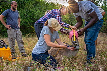 Team of conservationists and scientists taking measurements from a sedated female Greater kudu (Tragelaphus strepsiceros), Gorongosa National Park, Mozambique. May, 2018.