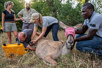 Team of conservationists and scientists taking blood, hair samples and measurements from a sedated female Greater kudu (Tragelaphus strepsiceros), Gorongosa National Park, Mozambique. May, 2018.