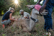 Team of conservationists and scientists taking blood, hair samples and measurements from a sedated female Greater kudu (Tragelaphus strepsiceros), Gorongosa National Park, Mozambique. May, 2018.