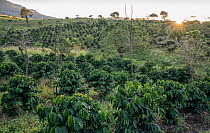 Coffee plantation at sunset, Gorongosa Coffee Project, Gorongosa National Park, Mozambique. May, 2018.