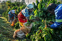 Three coffee pickers hand picking coffee beans during the first harvest for the Gorongosa Coffee Project. Gorongosa National Park, Mozambique. May, 2018.