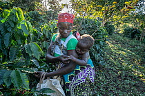 Female coffee picker carrying baby on her back hand picking coffee beans during the first harvest for the Gorongosa Coffee Project. Gorongosa National Park, Mozambique. May, 2018.