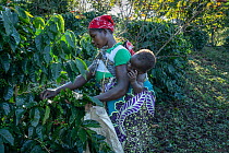 Female coffee picker carrying baby on her back hand picking coffee beans during the first harvest for the Gorongosa Coffee Project. Gorongosa National Park, Mozambique. May, 2018.