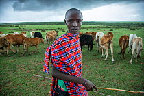 Masia cattle herder with herd, Okiombo, Masai Mara, Kenya, Africa. November, 2015.