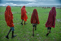 Four Maasai cattle herders walking towards their herd  in rain, Okiombo, Masia Mara, Kenya, Africa. November, 2015.