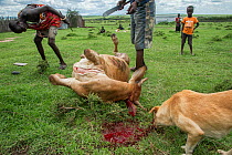 Maasai herdsmen slaughtering a mortally wounded cow after it was attacked by Hyenas the previous night, Talek Area, Masai Mara, Kenya, Africa. November, 2015.