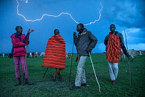 Four Maasai cattle herders with herd of cattle under lightning storm at dusk, Masai Mara Reserve, Kenya, Africa. November, 2015.