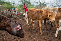 Sheep farmer with a Verification Officer from Big Life Predator Compensation Fund inspecting herd of sheep attacked the previous night by Hyenas, Mbirikani Group Ranch, Southern Kenya, Africa. Novembe...