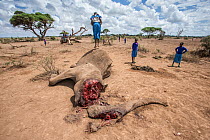 Local schoolchildren standing around and jumping on dead female Elephant (Loxodonta africana), probably killed by poisoning by local farmers, Amboseli National Park, Kenya, Africa. November, 2015.